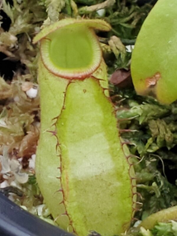 20231210_134953-R-600x801 Nepenthes spectabilis x klossi BE 4559