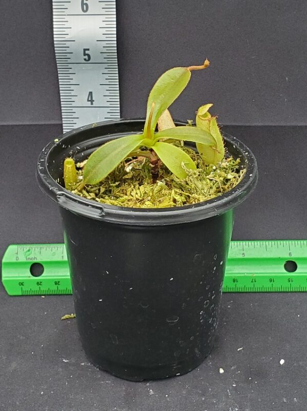 20231210_135005-R-600x801 Nepenthes spectabilis x klossi BE 4559