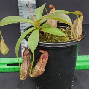 20231210_135420-R-300x300 Nepenthes spathulata x spectabilis 'Helen' BE 4528