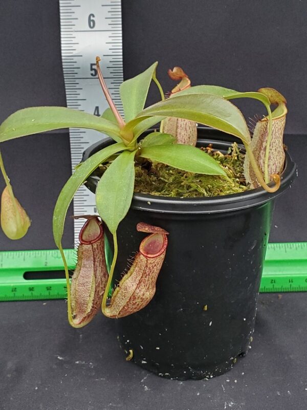 20231210_135420-R-600x801 Nepenthes spathulata x spectabilis 'Helen' BE 4528