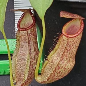 20231210_135425-R-300x300 Nepenthes spathulata x spectabilis 'Helen' BE 4528