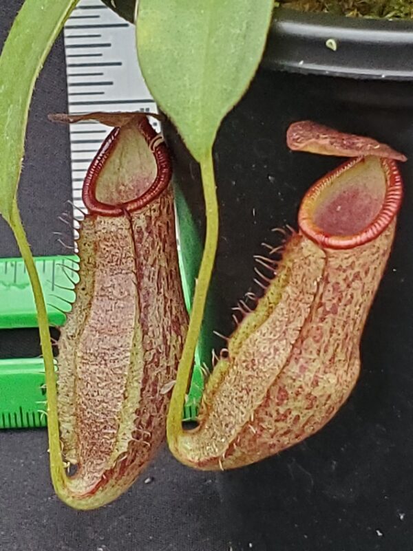 20231210_135425-R-600x801 Nepenthes spathulata x spectabilis 'Helen' BE 4528