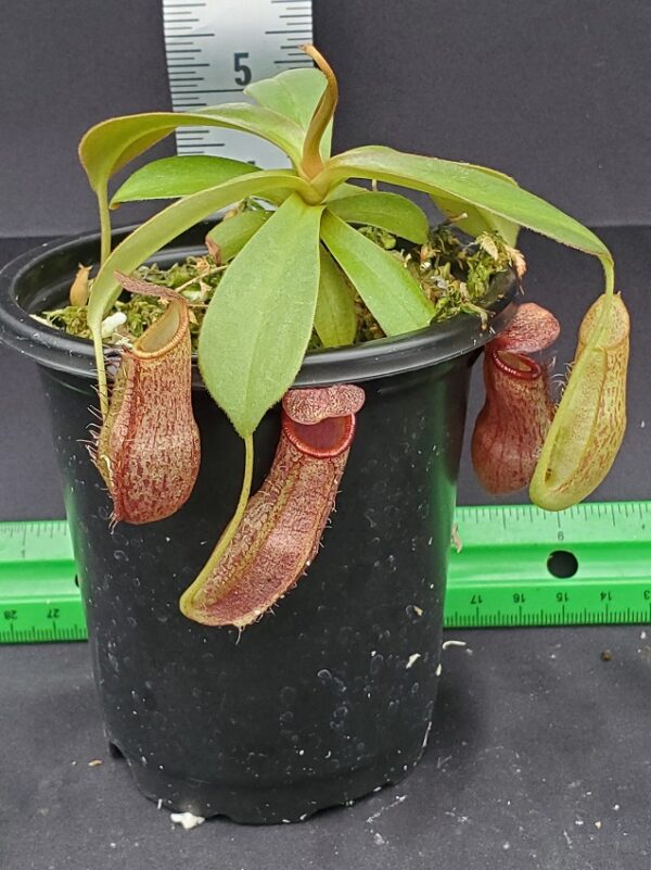20231210_135441-R-600x801 Nepenthes spathulata x spectabilis 'Helen' BE 4528