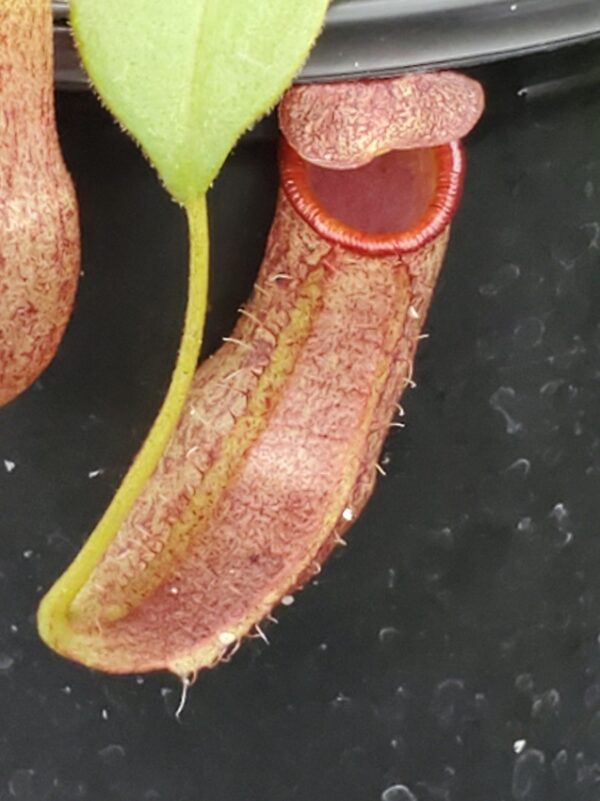 20231210_135446-R-600x801 Nepenthes spathulata x spectabilis 'Helen' BE 4528