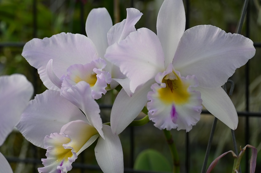 DSC_0149-R SEPOS International Orchid Show & Sale