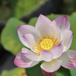 78093f369161e2a96b6324fc8f9a124b-300x300 14-Xiao Ling Micro Lotus( All ship in Spring 2026)