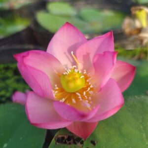 image046-R-300x300 34-Little Purple Lotus