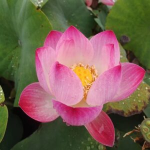 image046-R-4-300x300 Gold and Pink No.6 Micro Lotus