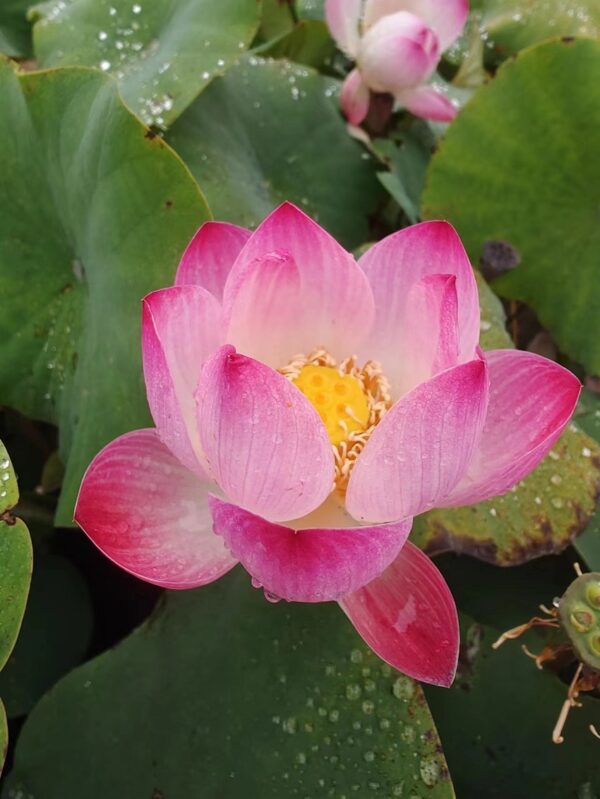 image046-R-4-600x799 Gold and Pink No.6 Micro Lotus