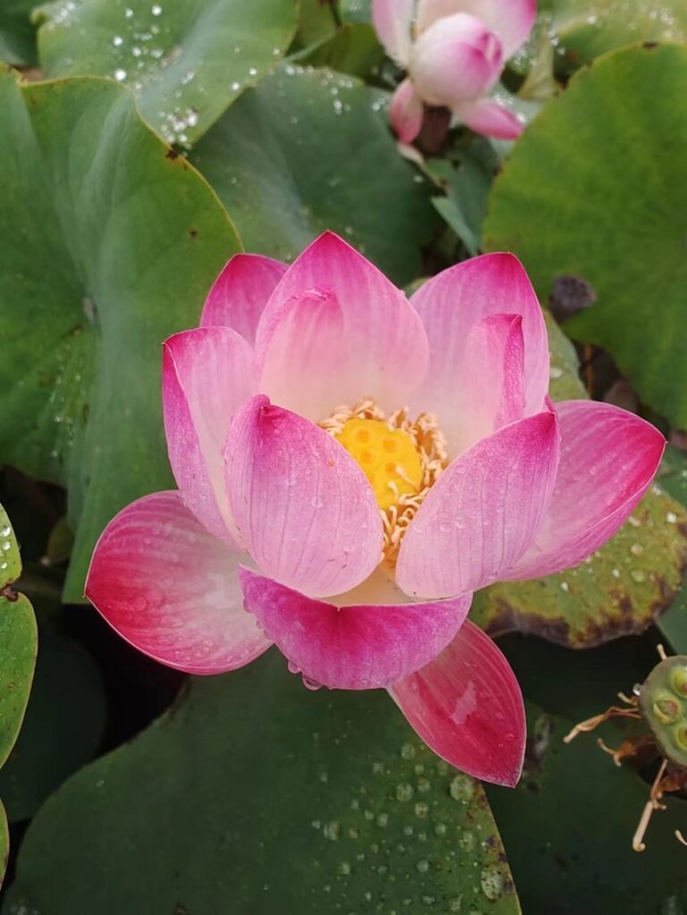 image046-R-4-768x1023 Gold and Pink No.6 Micro Lotus