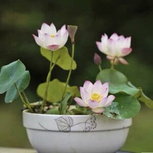 image052-300x300 14-Xiao Ling Micro Lotus( All ship in Spring 2026)