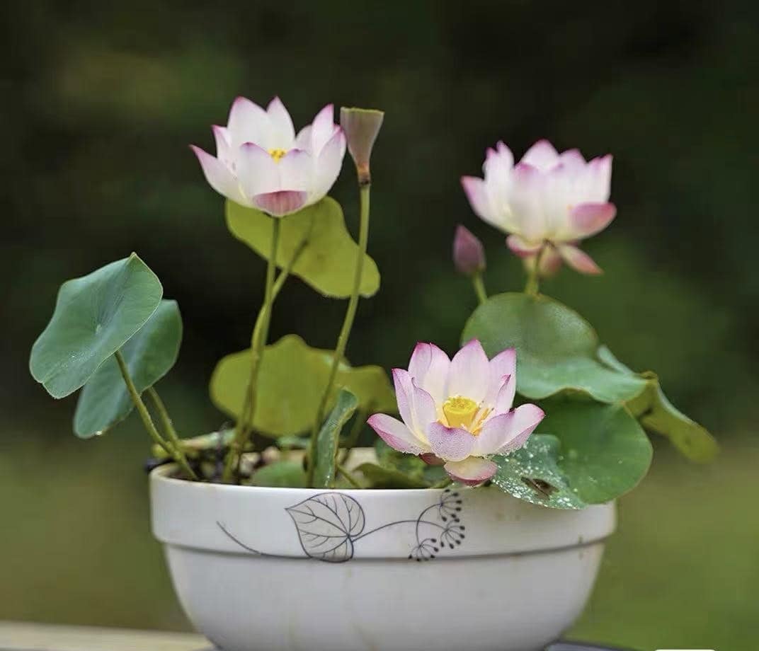 Xiao Ling Micro Lotus( All ship in Spring 2026) – Bergen Water