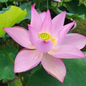 mmexport1709002065732-RR-300x300 Lotus City Yue Yun ( One of gourgoues pink lotus, and blooming unit September !