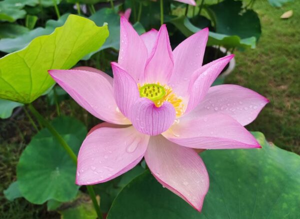 mmexport1709002065732-RR-600x438 04-Lotus City Yue Yun ( One of gourgoues pink lotus, and blooming unit September !