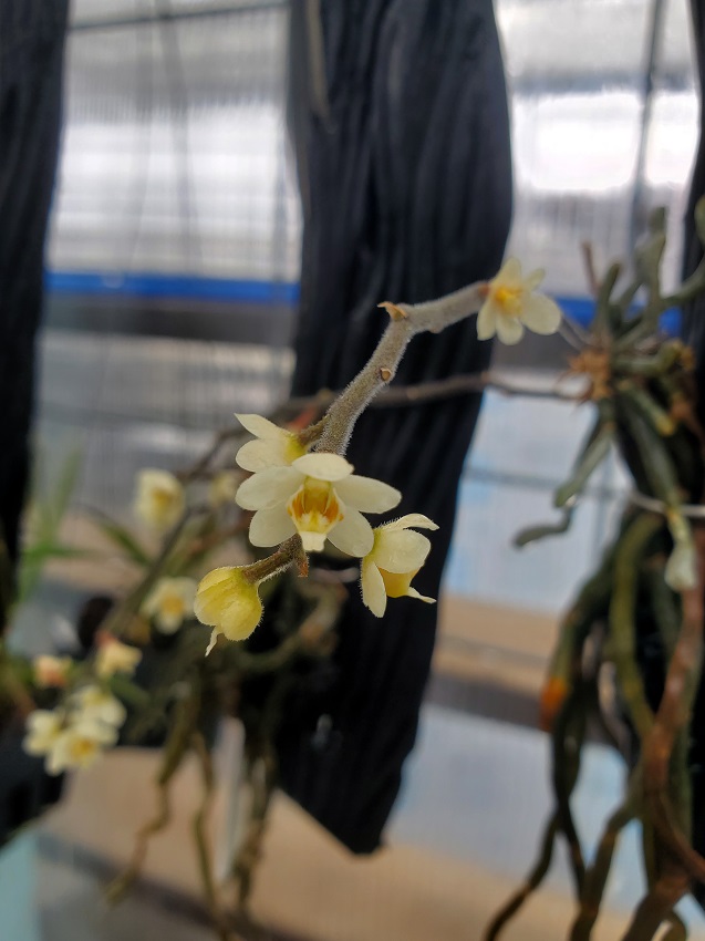 20240319_125654-r New Orchid Showroom - March 2024