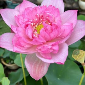 image029-R-300x300 Chinese Beauty Liao Lotus New for 2024