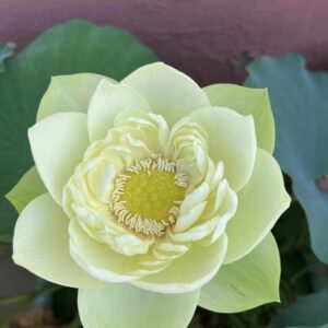 image046-R-300x300 Golden Thread Lotus New Lotus for 2024