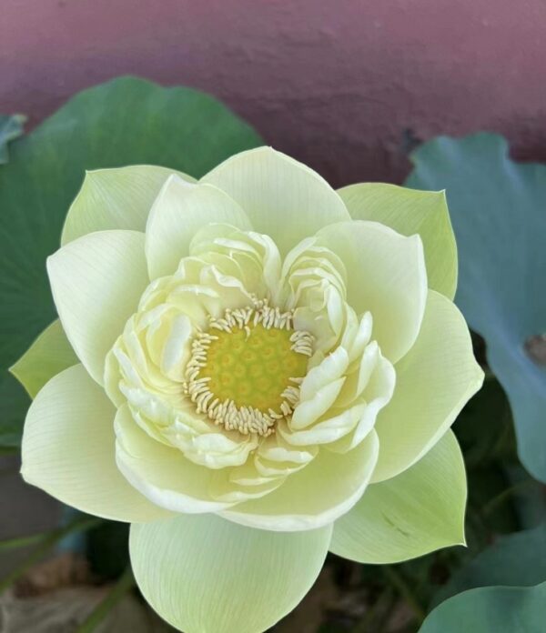 image046-R-600x696 Golden Thread Lotus New Lotus for 2024