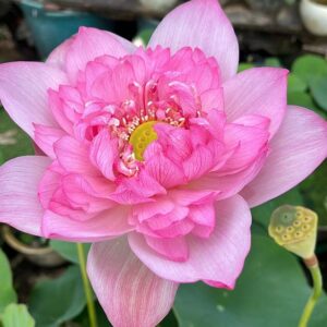 image222-R-300x300 Chinese Beauty Liao Lotus New for 2024