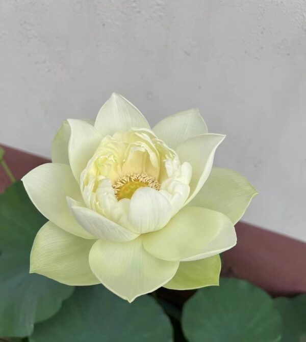 image39-r-600x672 Golden Thread Lotus New Lotus for 2024