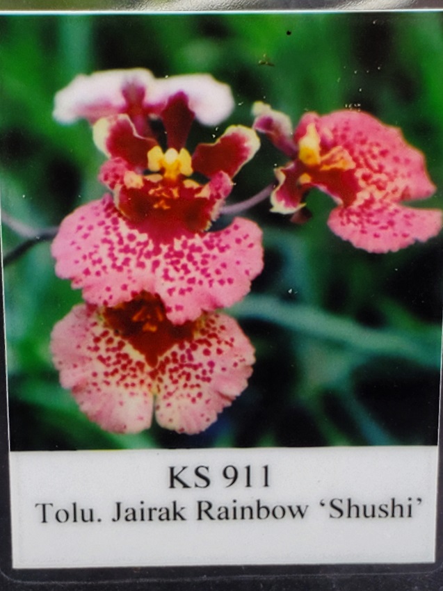 20240514_155407-R Tolumnia Jairak Rainbow 'Shushi'