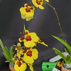 20250901_150213-R-300x300 Tolumnia Jairak Firm 'Lion'