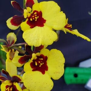 20250901_150222-R-300x300 Tolumnia Jairak Firm 'Lion'