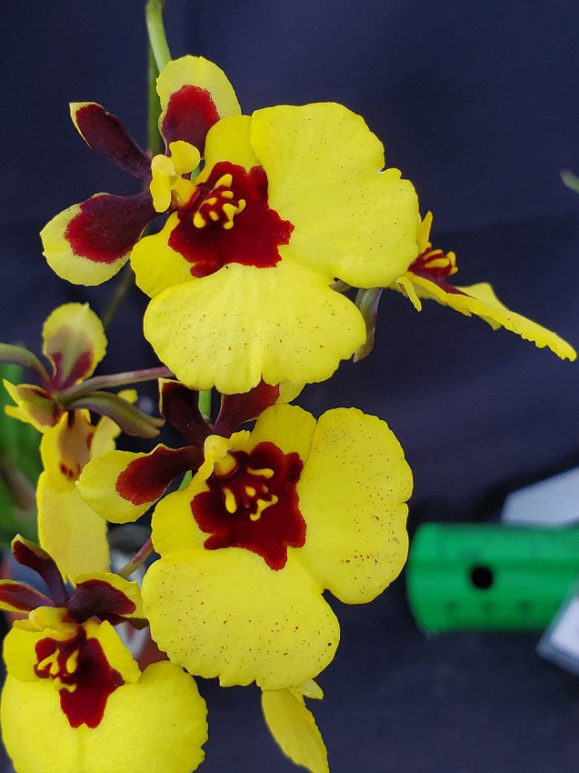 Tolumnia Jairak Firm 'Lion' – Bergen Water Gardens, Lotus Paradise