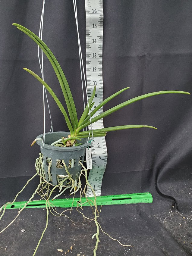 20240819_163527-R-600x801 Paravanda Golden Delight 'Crow Fox' 20240819_163527-R-600x801 Paravanda Golden Delight 'Crow Fox'