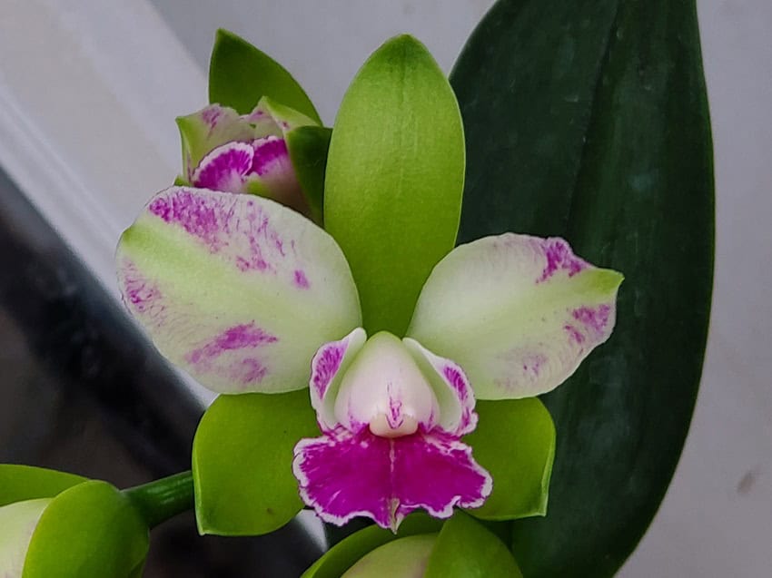 Rlc. Yen Corona 'Gienies' – Bergen Water Gardens, Lotus Paradise