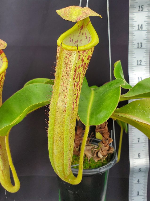 Nepenthes chaniania x boschiana NE 160 – Bergen Water Gardens