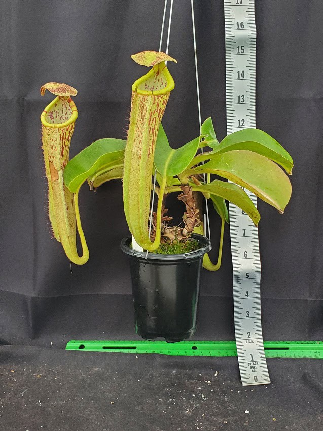 Nepenthes chaniania x boschiana NE 160 – Bergen Water