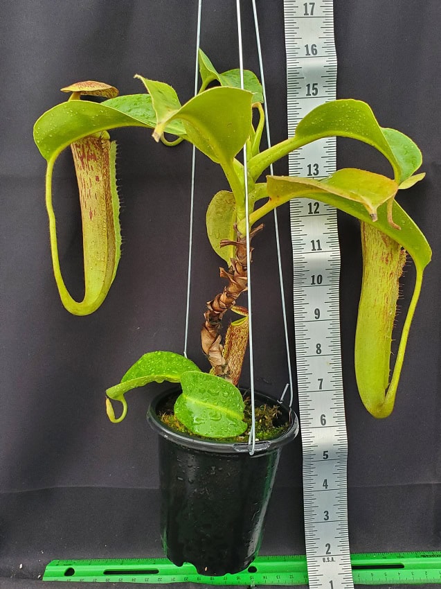 Nepenthes chaniania x boschiana NE 160 – Bergen Water Gardens