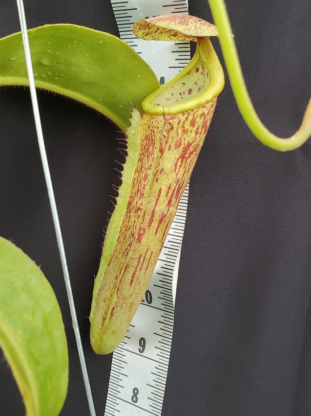 Nepenthes chaniania x boschiana NE 160 – Bergen Water Gardens