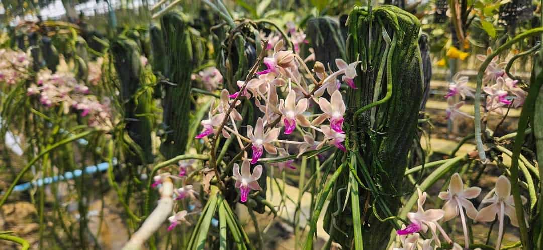 Paraphadenia Juraj Kois – Bergen Water Gardens, Lotus Paradise