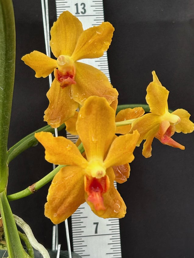 Paravanda Golden Delight 'Crow Fox' – Bergen Water Gardens, Lotus