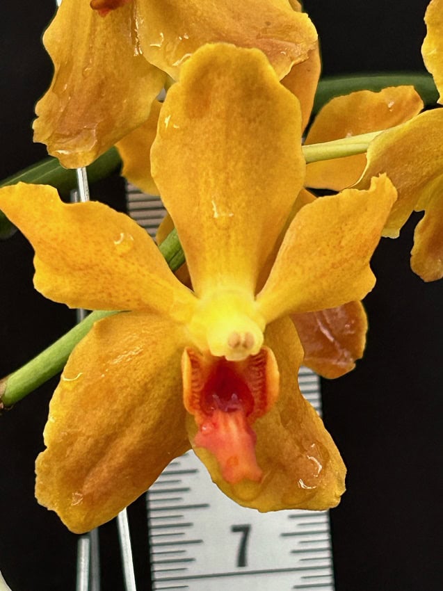 image39-R-600x801 Paravanda Golden Delight 'Crow Fox' image39-R-600x801 Paravanda Golden Delight 'Crow Fox'