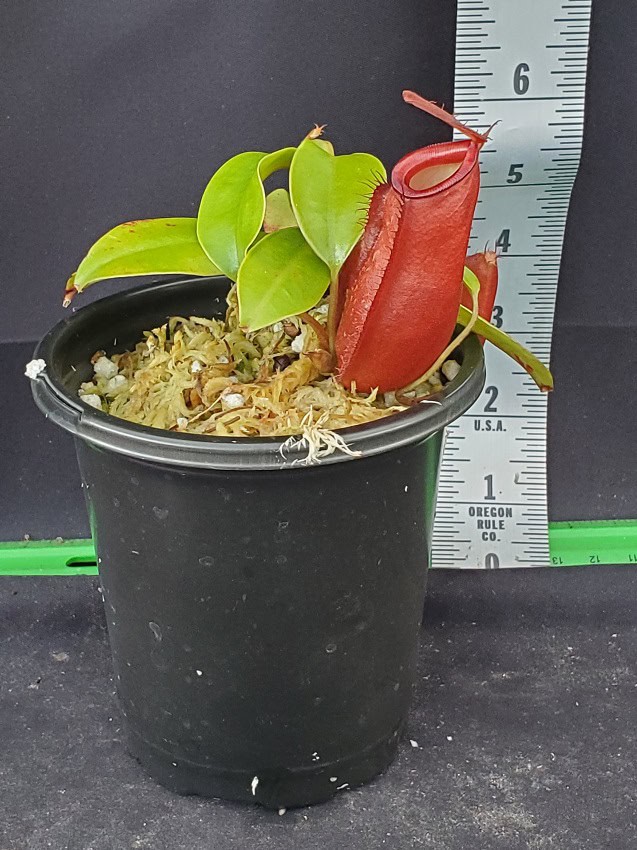 Nepenthes ampullaria x (sibuyanensis x ventricosa) BE 3944