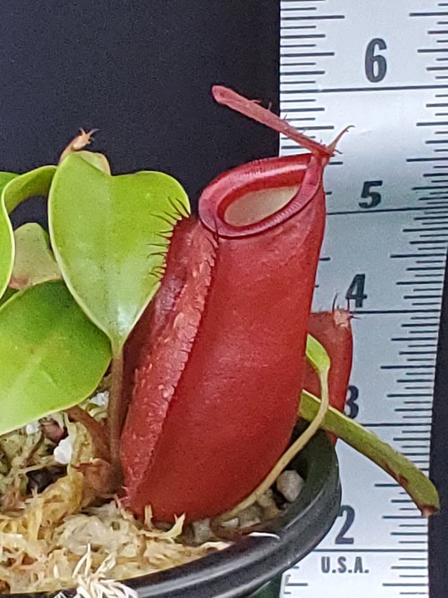 Nepenthes ampullaria x (sibuyanensis x ventricosa) BE 3944