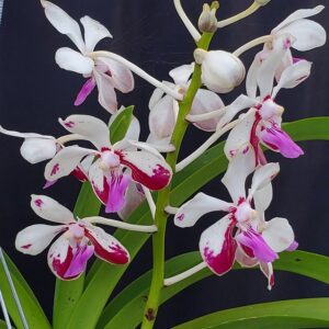 20240920_165718-r-300x300 Vanda Loke (Vanda lamellata × Vanda luzonica)
