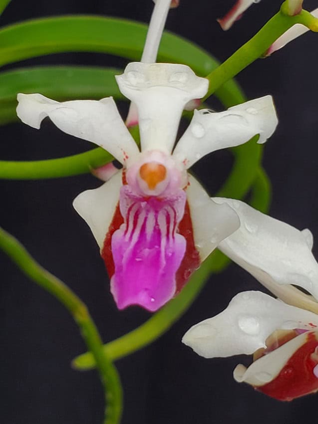 Vanda lamellata – Bergen Water Gardens, Lotus Paradise