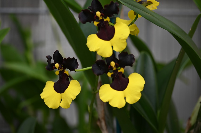 世界の野生蘭ORCHIDATLAS VOL.8 Dr.KOJI KARASAWA 世界の野生蘭