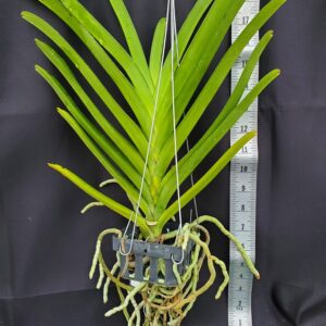 20241125_155615-R-300x300 Vanda Taveesuksa – Sankamphaeng – Vivan