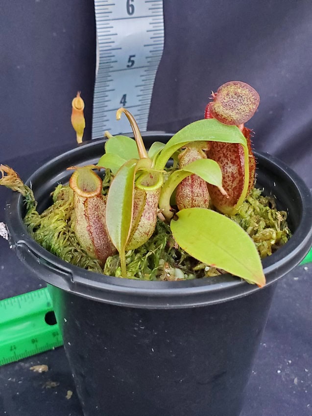 NEPENTHES NEPETHICA 鉢 nepenthes-spectabilis-lowii-