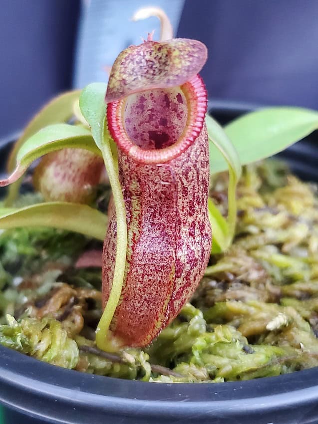 NEPENTHES NEPETHICA 鉢 Nepethes 'Helen' selected cultivar spatulata x spectabilis BE-4528