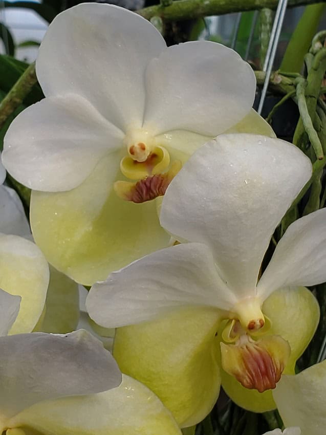 Vanda Charles Goodfellow x V. sanderiana, alba – Bergen Water