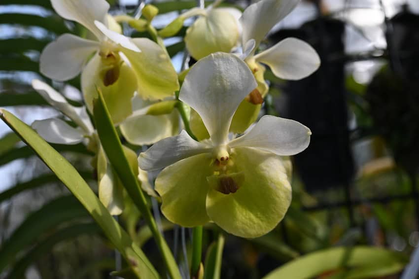 Vanda Charles Goodfellow x V. sanderiana, alba – Bergen Water