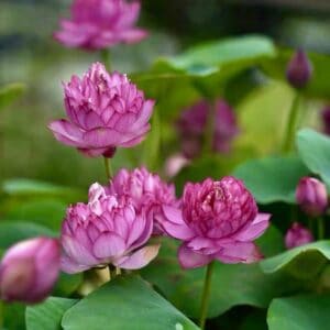 005159ca673510b7bc9474c4480fcb25-300x300 11-Hong Shou Lotus - One of best micro lotus( All Shipping in Spring)