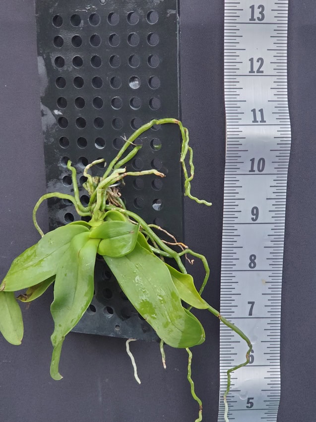 20241212_160401-R-600x801 Gastrochilus obliquus 20241212_160401-R-600x801 Gastrochilus obliquus