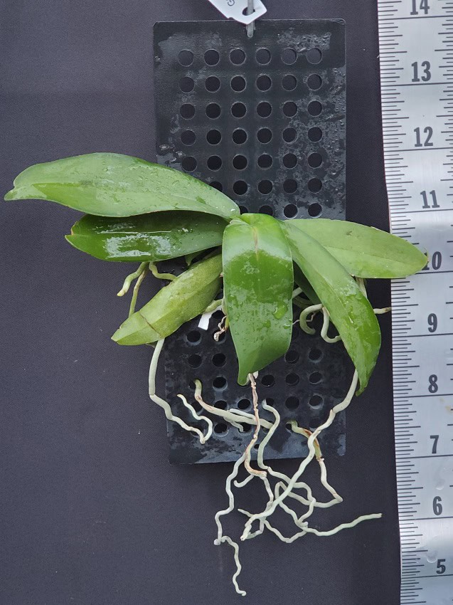 20241212_160430-R-600x801 Gastrochilus obliquus 20241212_160430-R-600x801 Gastrochilus obliquus